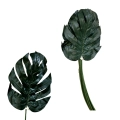 Philodendron Leaf 12pz