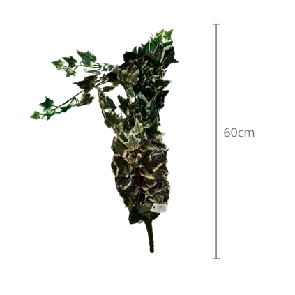 Fascio edera cadente variegata, 1pz.